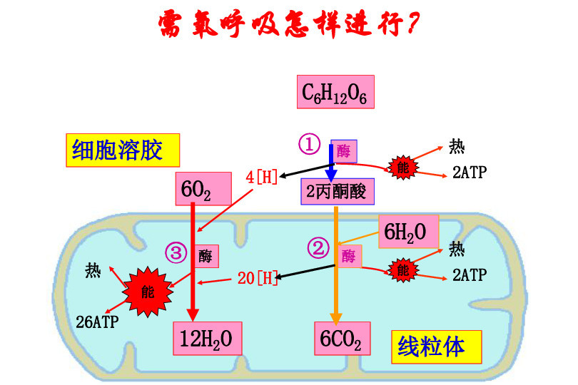 细胞呼吸 分子生物学概念 搜狗百科