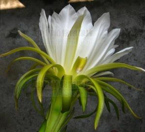 剑花