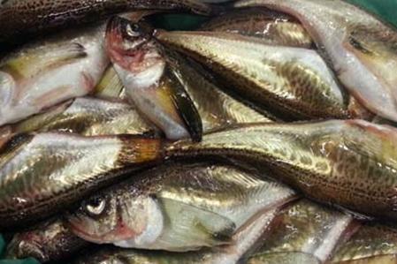 雷鱼(银鱼科动物)