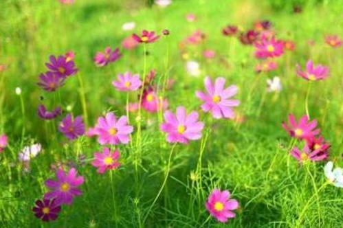 花草 搜狗百科 花草 搜狗百科