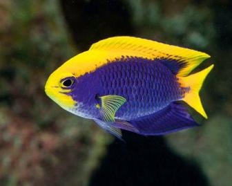 双百带刻齿雀鲷