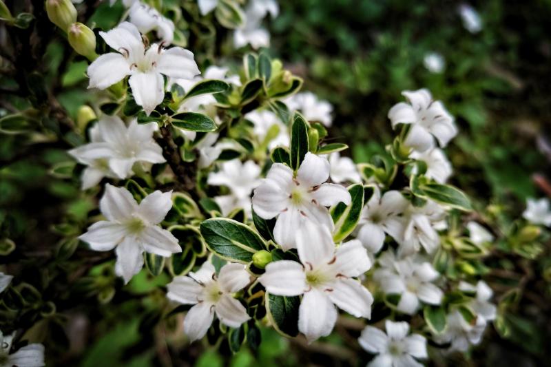 六月雪 植物 搜狗百科 六月雪 植物 搜狗百科