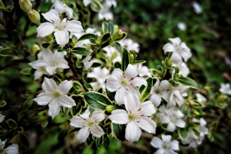 六月雪 植物 搜狗百科