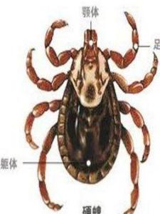 草耙子