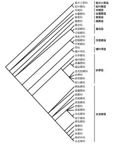 蕨类植物分类