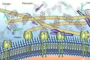 细胞外基质 - 搜狗百科