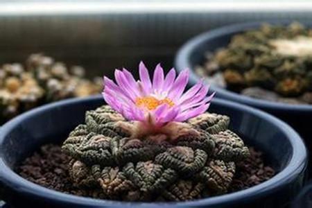 龟甲牡丹 仙人掌科植物 搜狗百科