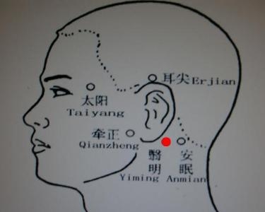 耳後動,靜脈分支及頸內動,靜脈網(有迷走神經,交感乾的頸上神經節)