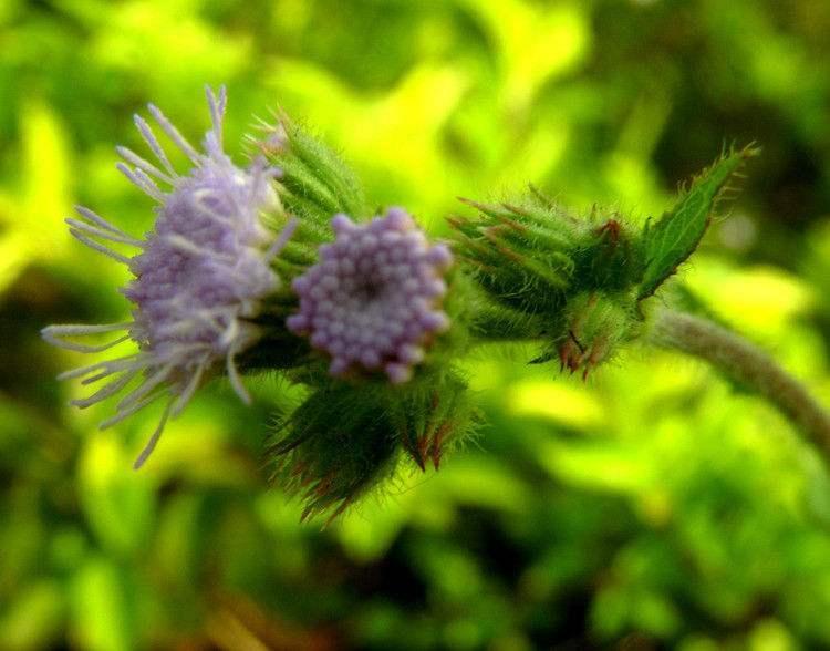 紫花藿香蓟 搜狗百科 紫花藿香蓟 搜狗百科
