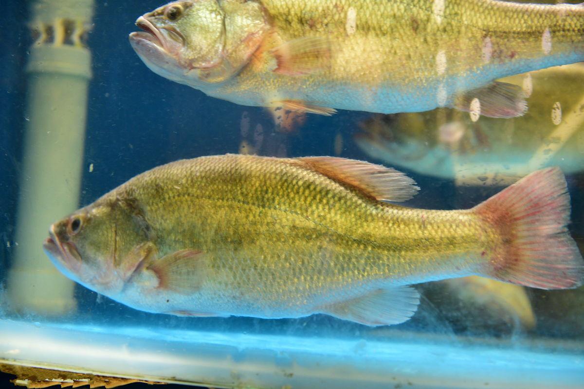 y&uacute; )(hypophthalmichthys molitrix),又叫白鲢,水鲢,跳鲢,鲢子