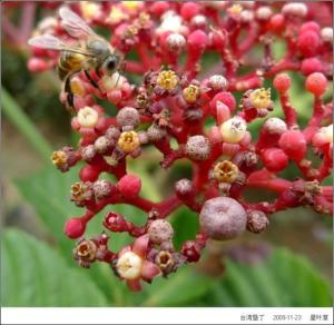 花叶鸡桑图片