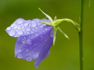 风铃草