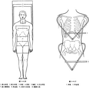 髋最大宽测量点低于大转子外突点