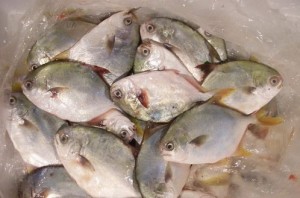 卵形鲳鲹