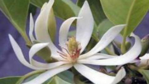 白兰 木兰科含笑属植物 搜狗百科