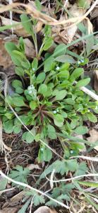 婆婆丁是什么科植物 300