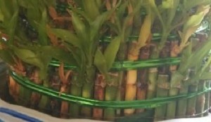 茎腐病