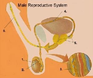 编辑所谓化学去势(androgen deprivation)治疗法,其实是以雌性激素