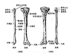 胫骨 骨头类型 搜狗百科