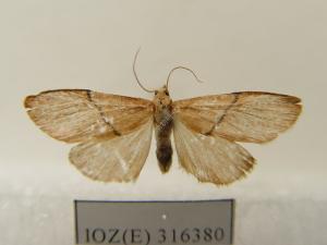 19055拉丁目名: lepidoptera拉丁科名: arctiidae中文亚科: 苔蛾亚
