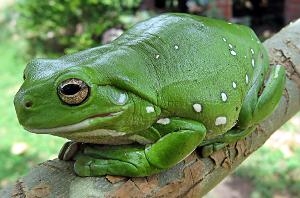 出現於古生代的泥盆紀晚期,最早的兩棲動物牙齒有迷路,被稱為迷齒類