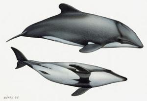 编辑2基本特征英文名:blackdolphin拉丁文名:cephalorhynchuseutropia