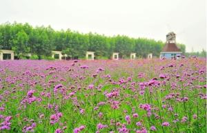 成都的普罗旺斯--唐昌妈妈农庄薰衣草基地