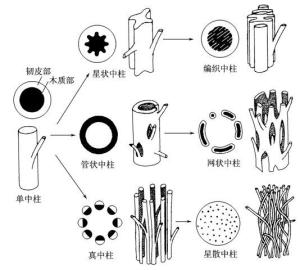 中柱类型