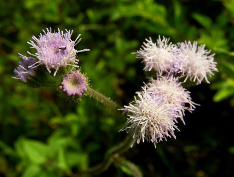 紫花藿香蓟 搜狗百科