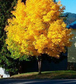 挪威槭黄金枫