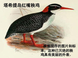 红嘴秧鸡