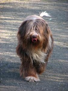 古代长须牧羊犬图册