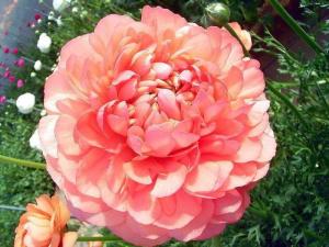 花毛茛