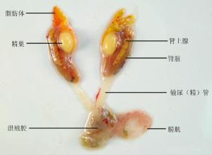 雄性生殖系统