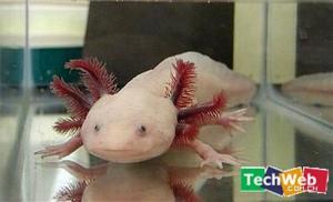 人造器官