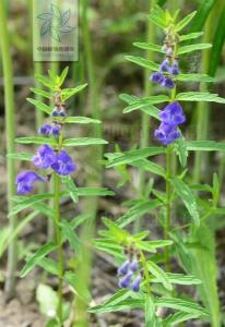 并头黄芩