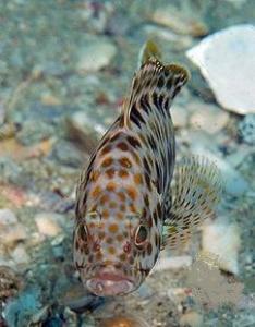 小纹石斑鱼