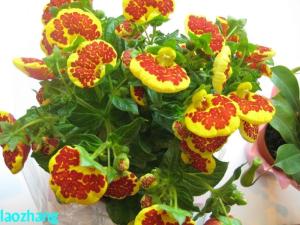 荷包花图册