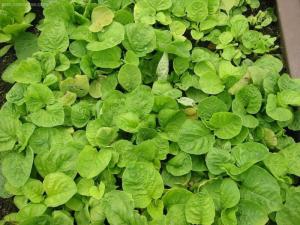 白圆叶苋菜 - 搜狗百科