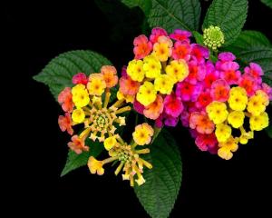 五色梅 搜狗百科