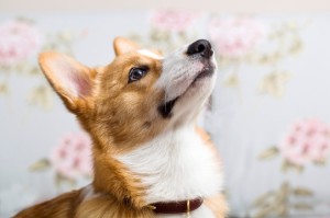 威尔斯柯基犬