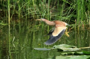 黄苇鳽