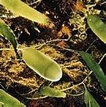 管状绿藻(Caulerpa prolifera)