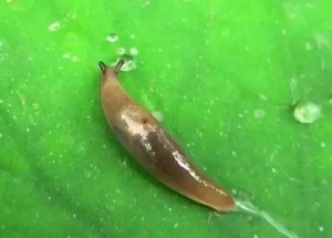 蛞蝓