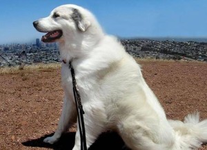 大白熊犬