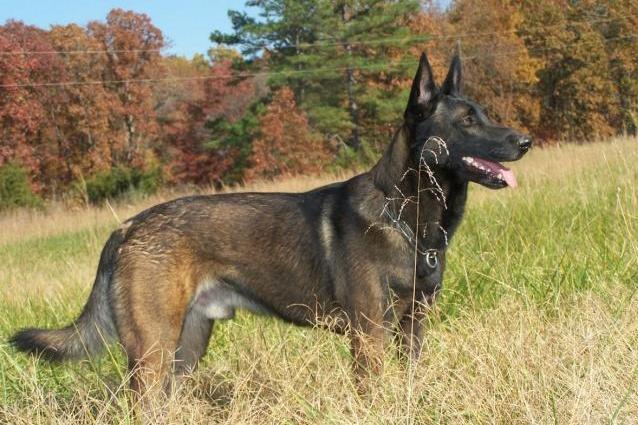 马里努阿犬 搜狗百科