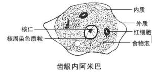 齿龈内阿米巴结构组成