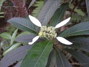 绣球茜属植物
