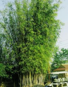 丛生竹品种及图片大全图片