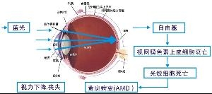 眼球接受光情况